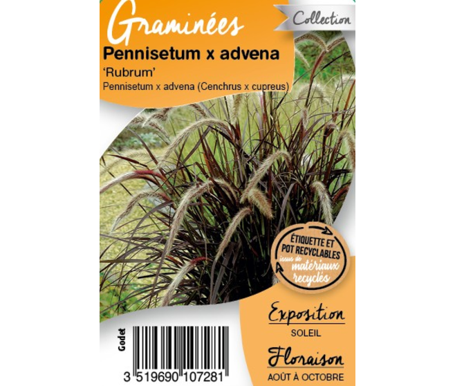 PENNISETUM RUBRUM BQ10