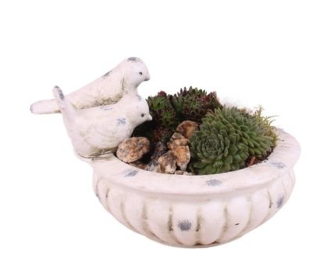 SEMPERVIVUM BETON OISEAUX