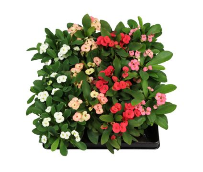 EUPHORBIA MILII