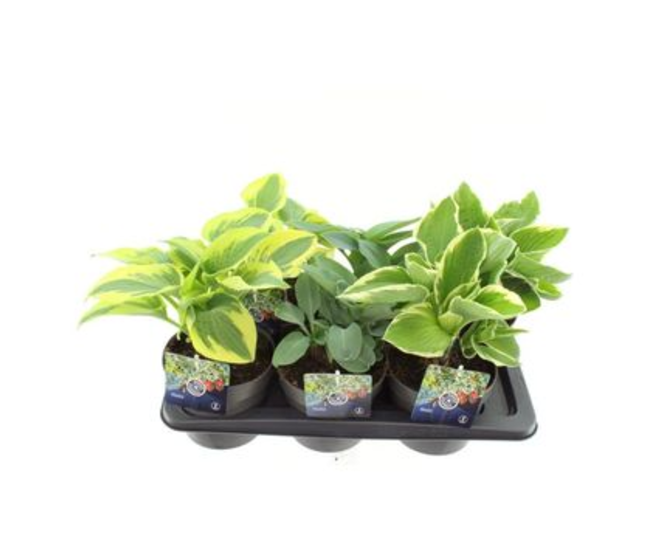 HOSTA VARIES