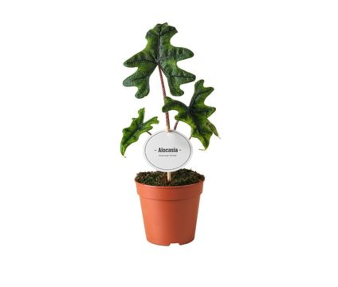 ALOCASIA JACKLYN