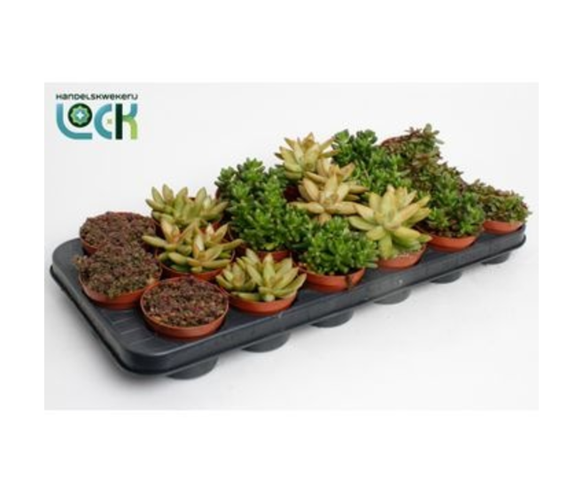 SEDUM