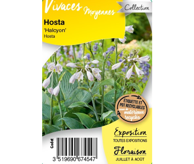 HOSTA HALCYON BQ10
