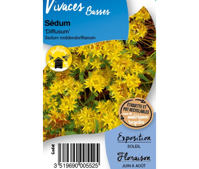 SEDUM MIDDENDORFFIANUM DIFFUSUS BQ10
