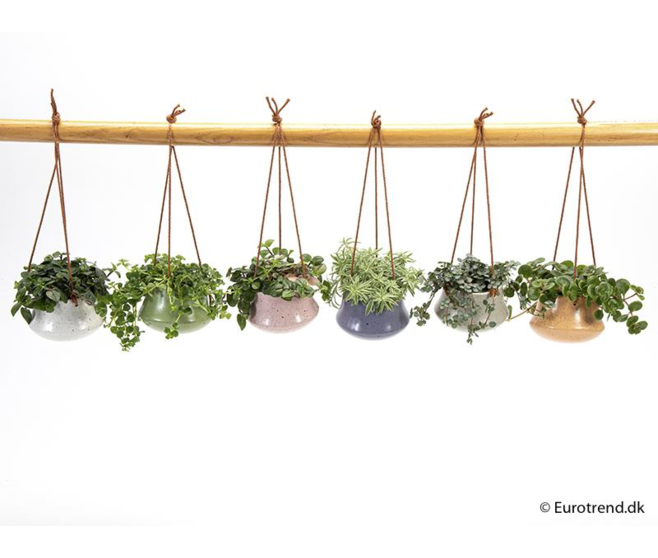 PLANTE VERTE CERAM SUSP