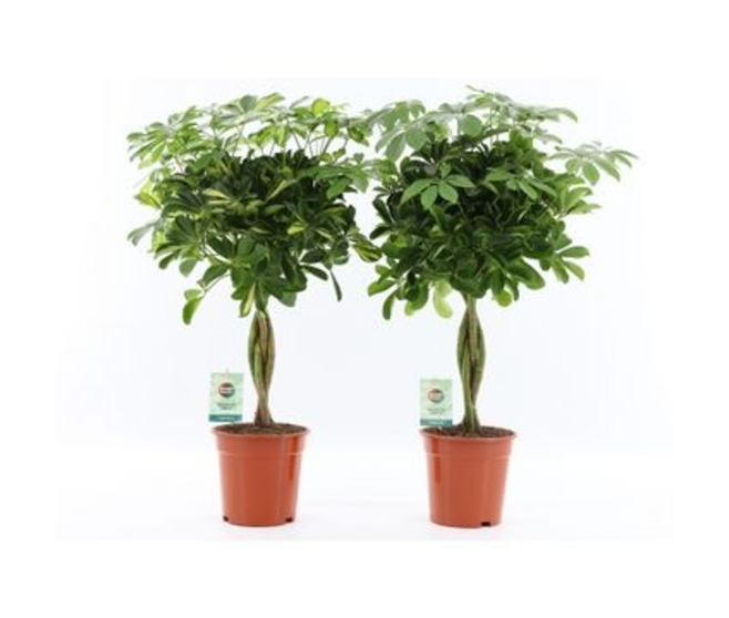 SCHEFFLERA ARBORICOLA TRESSE