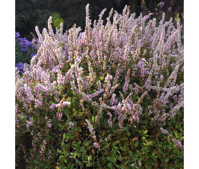 POLYGONUM VACCINIIFOLIUM  BQ10