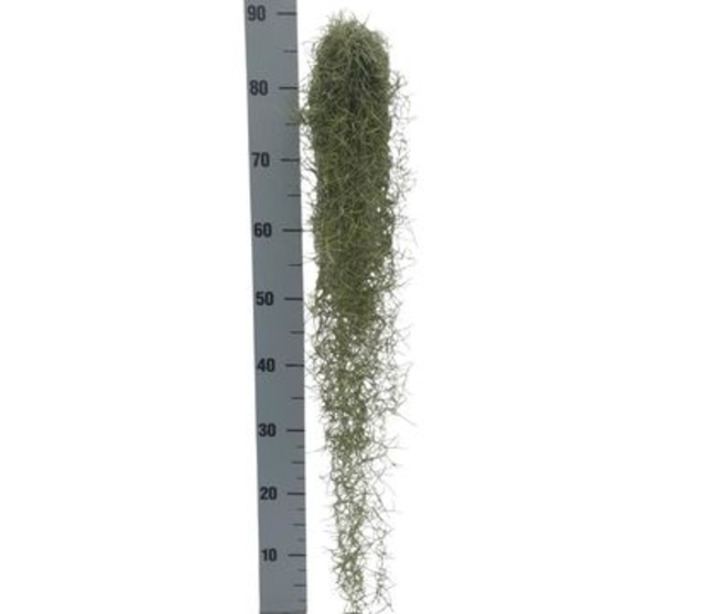 TILLANDSIA USNOIDES 80CM