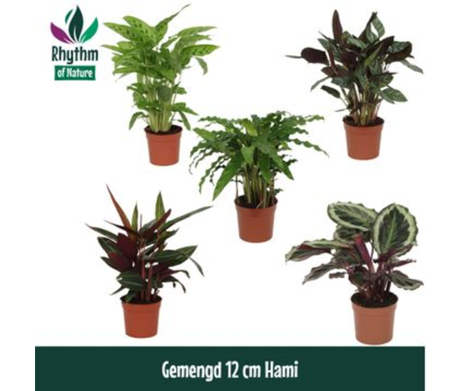 CALATHEA VARIE