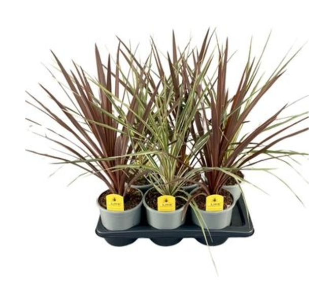 CORDYLINE AUSTRALIS VARIE