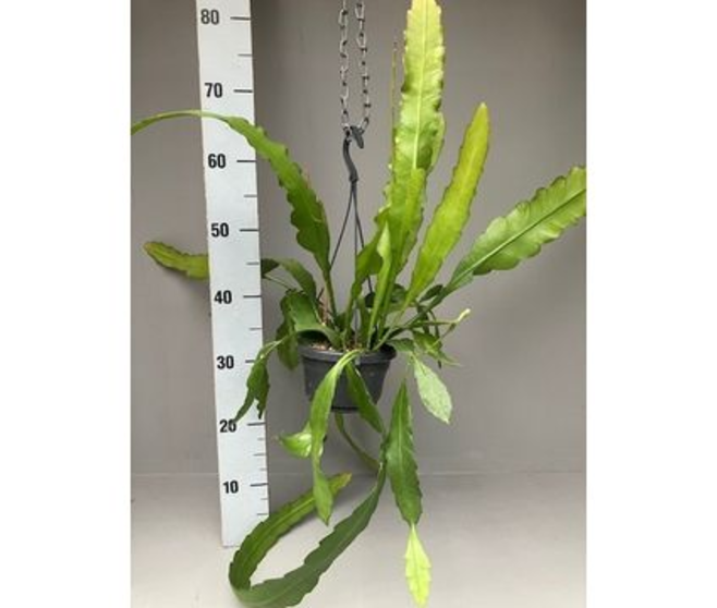 EPIPHYLLUM FRUHLINGSGOLD