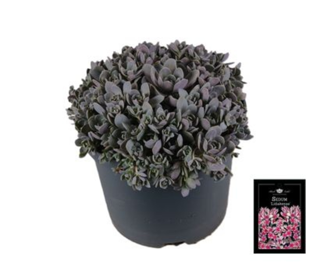 SEDUM CAUTICOLA