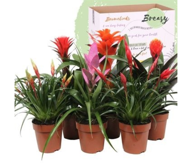 BROMELIACEE ROYAL CUPCAKE