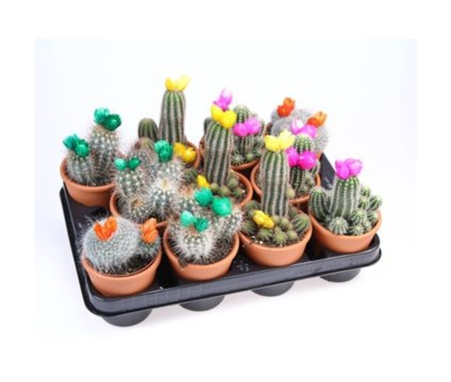 CACTUS FL IMIT VARIE P TERRE