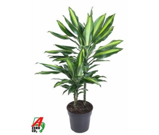 DRACAENA CINTHO 30-15