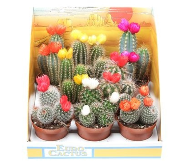 CACTUS FL IMIT