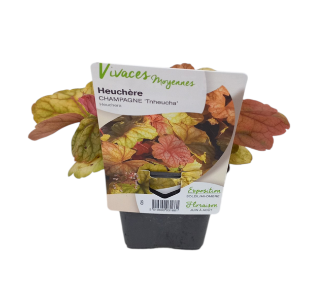 HEUCHERA CHAMPAGNE