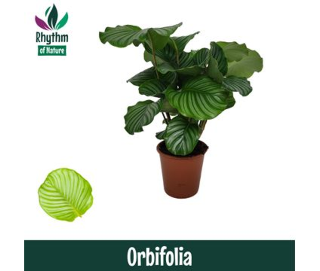 CALATHEA ORBIFOLIA