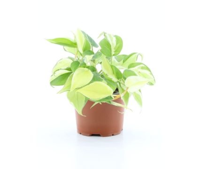 PHILODENDRON SCANDENS RIO