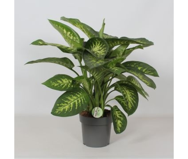 DIEFFENBACHIA REEVA