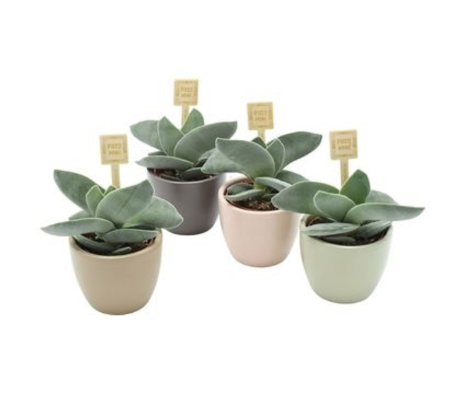CRASSULA BOOMERANG CERAM
