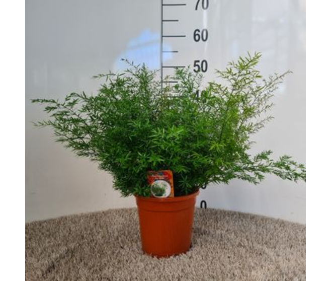 ASPARAGUS DENSIFLORUS CWEBE
