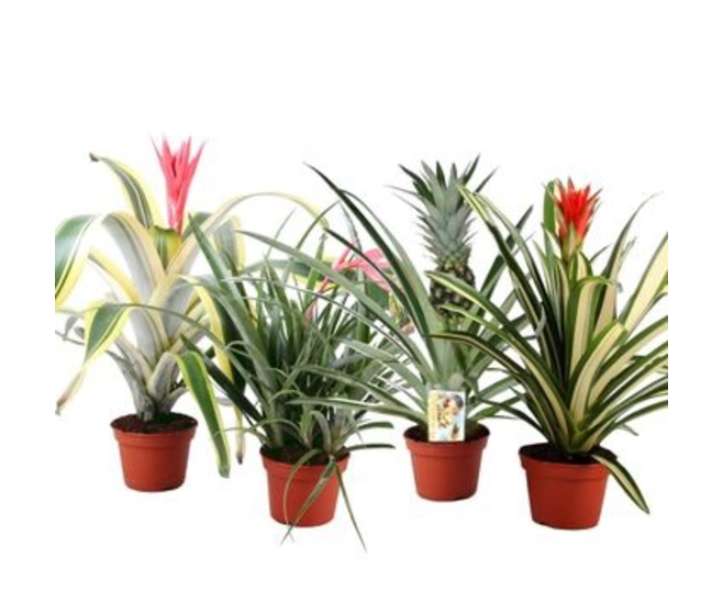 BROMELIACEE VARIEE