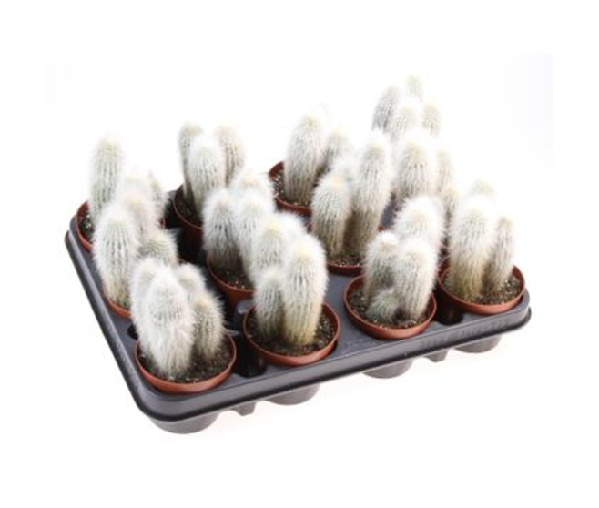 CACTUS CLEISTOCACTUS STRAUSII