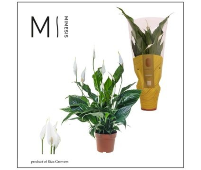 SPATHIPHYLLUM SWEET CURIOSA BLANC