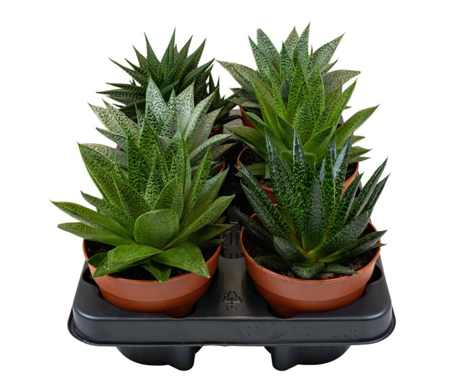 SUCCULENTE VARIEE