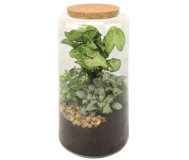 TERRARIUM CLEMMYS 20
