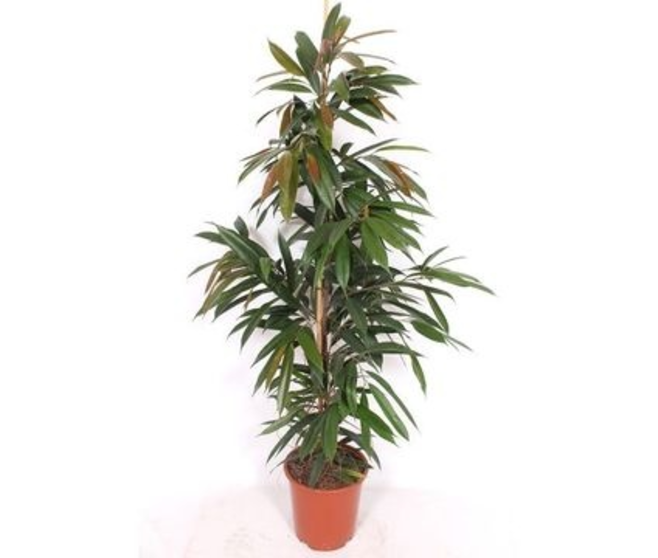 FICUS AMSTEL KING