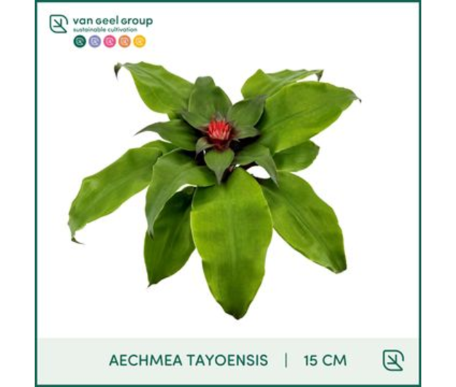 BILBERGIA TAYOENSIS