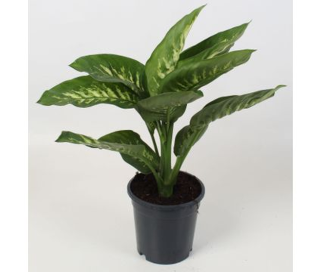 DIEFFENBACHIA TROPIC SNOW