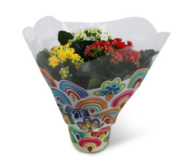 KALANCHOE FL DBLE 3COULEURS
