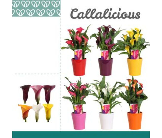 ARUM COULEUR CERAM