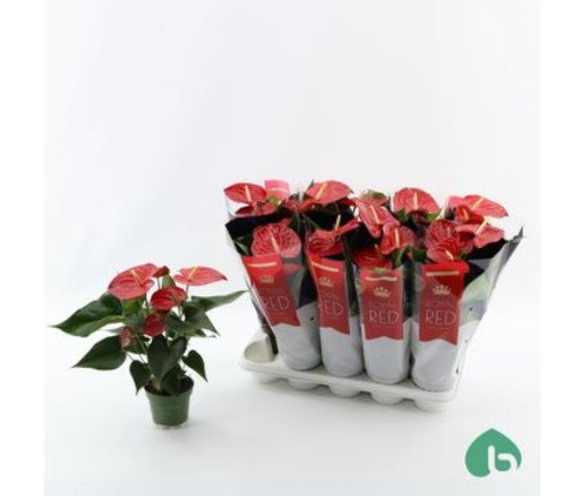 ANTHURIUM ANDREANUM ROUGE QUERIDA