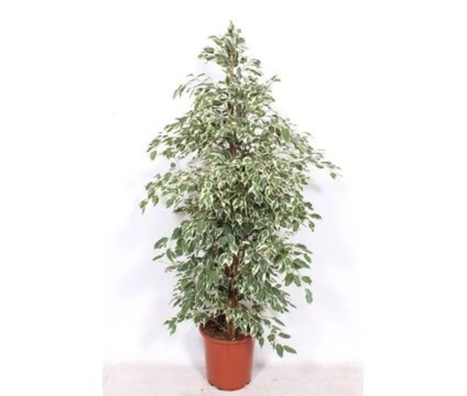 FICUS TWILIGHT PYRAM
