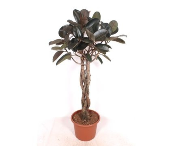 FICUS ELASTICA BURGUNDY TRESSE