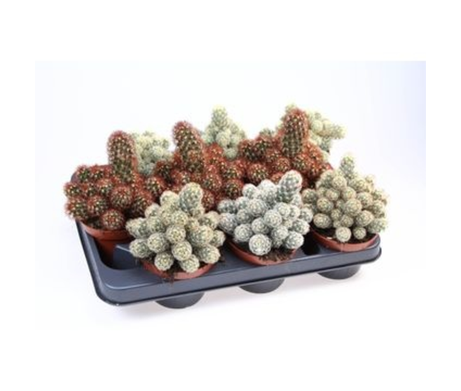 CACTUS MAMMILLARIA ELONGATA