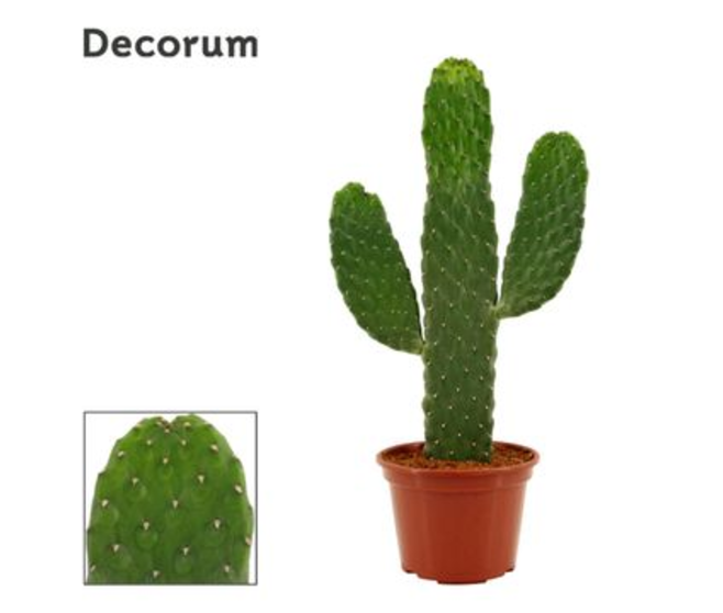 CACTUS OPUNTIA CONSOLEA RUBESC