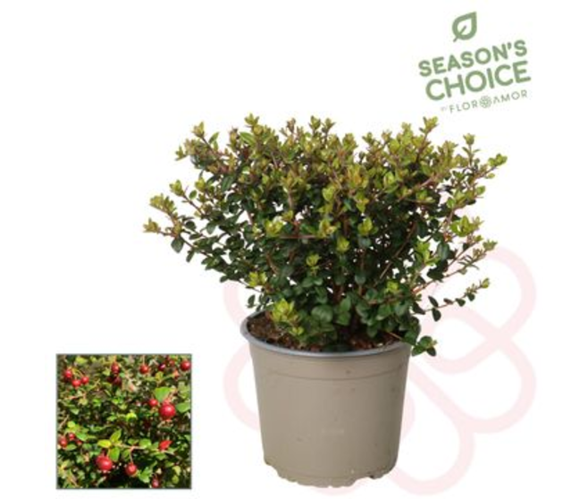 UGNI MOLINAE PRETTY BERRY