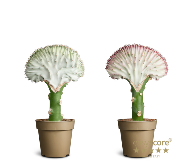 EUPHORBIA LACTEA