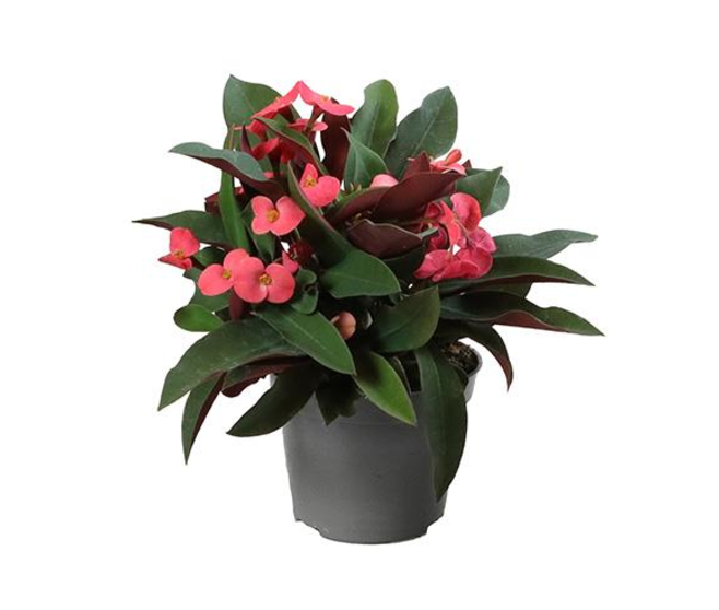 EUPHORBIA MILII ATHENE