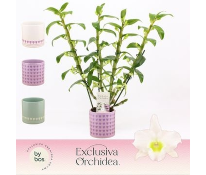 DENDROBIUM 4BR BLANC NOBILE