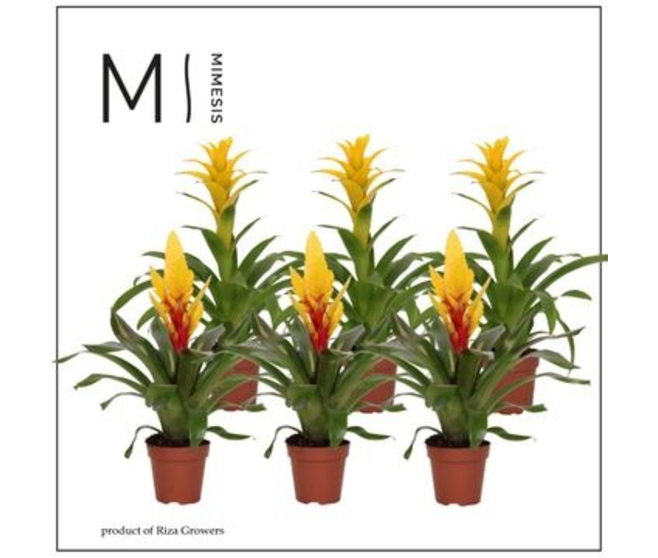 BROMELIACEE JAUNE