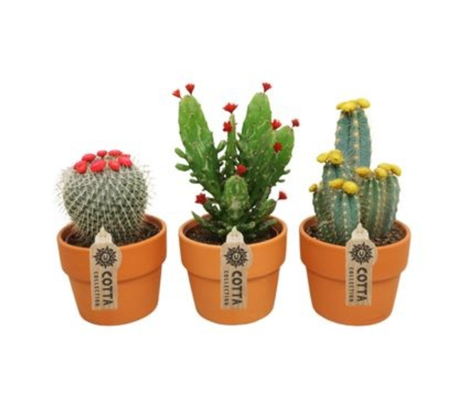 CACTUS FL IMIT VARIE P TERRE
