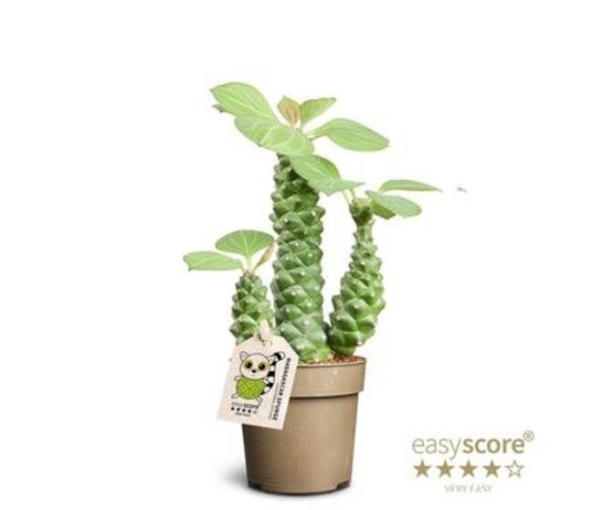 EUPHORBIA RITCHIEI