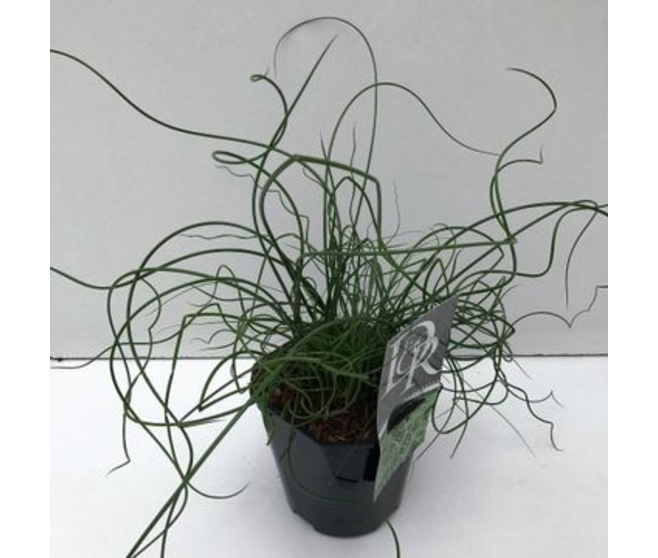 JUNCUS EFFUSUS SPIRALIS