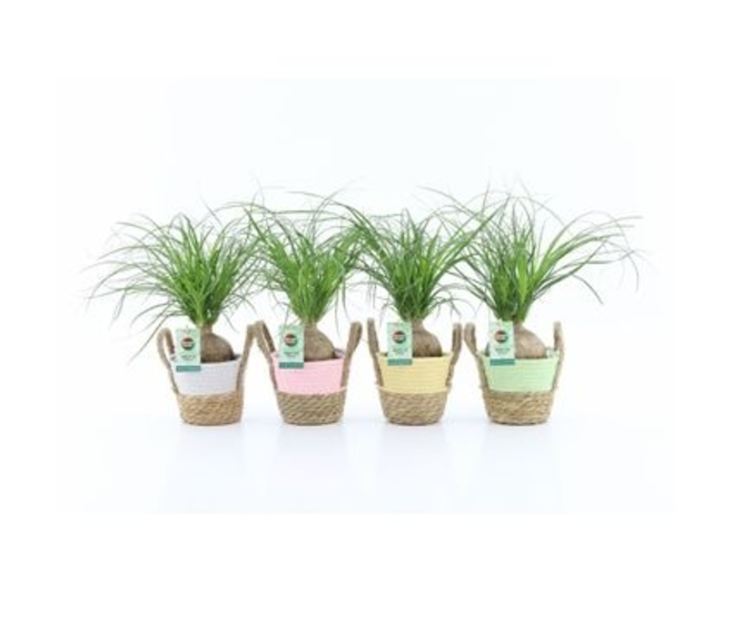 BEAUCARNEA BOULE VANNERIE